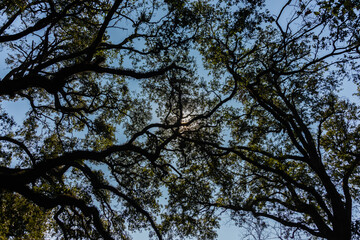 trees and sky