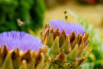 Naklejka na ściany i meble Close up shot of bee busy around a purple Artichoke flower