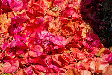 Close up shot of many Bougainvillea flower on the ground