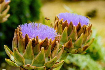 Naklejka na ściany i meble Close up shot of bee busy around a purple Artichoke flower