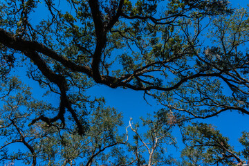 tree in the sky