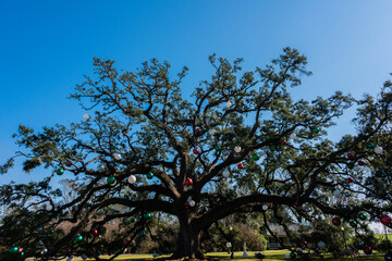 tree and sky