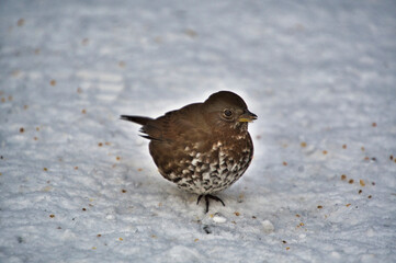 Fox Sparrow (sooty) resting on the snow.   Burnaby BC Canada