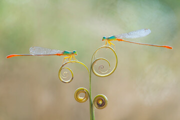 Beautiful Damselflies With Leaf Edges