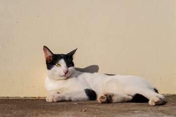 cat sunbathing by the wall