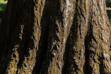 bark of tree