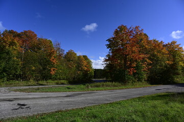 autumn landscape with trees