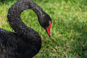 black swan on the grass