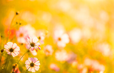 Cosmos flowers in the garden , Lumphun province Thailand