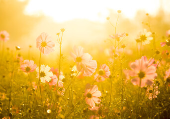 Fototapeta premium Cosmos flowers in the garden , Lumphun province Thailand