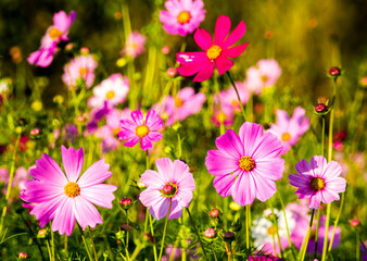 Obraz premium Cosmos flowers in the garden , Lumphun province Thailand