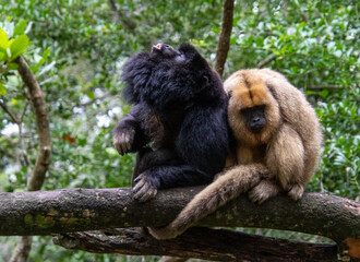 A howler monkey pair isolated in the forest