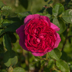 Beautiful flower (pink rose) in focus with green blur background. Floral in the morning, natural light in summer. Concept. Valentine's Day, love, wedding, February 14, and wedding anniversary