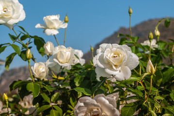 A beautiful cluster of floral (white roses)with selective focus blurred background. Flowers on Valentine's Day. Concept. Valentine's Day, love, wedding, February 14, and wedding anniversary
