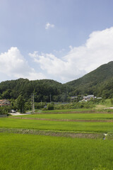 summer green rice field. 
Rural landscape.
