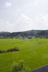 summer green rice field. Rural landscape.