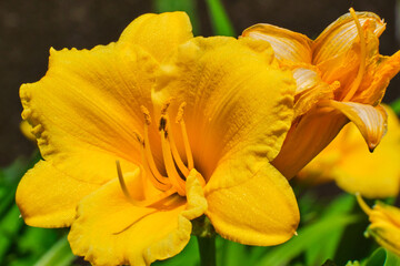 Closeup of yellow freesia flower in Spring