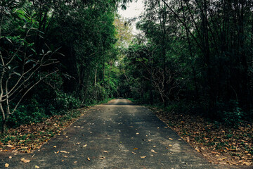 Concrete road into the forest