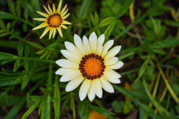 Obraz premium Gazania flower in the garden