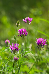 Astragalus onobrychis, of the family Fabaceae (the pea family). Russia.