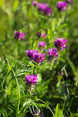 Astragalus onobrychis, of the family Fabaceae (the pea family). Russia.