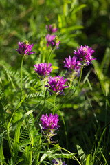 Astragalus onobrychis, of the family Fabaceae (the pea family). Russia.