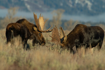 Two Bull Moose sparring