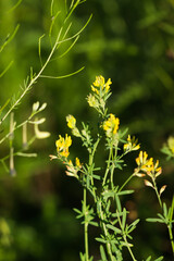 The yellow lucerne (lat. Medicago falcata), of the family Fabaceae. Russia.