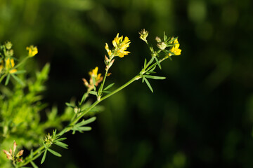 The yellow lucerne (lat. Medicago falcata), of the family Fabaceae. Russia.