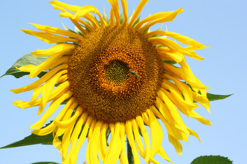 Sunflower flower and blue sky.