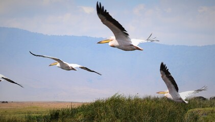 pelican flock