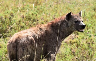 hyena
