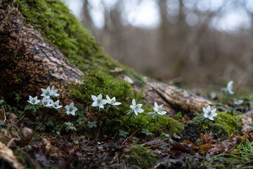 Eranthis byunsanensis