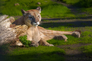 2022-01-08 A LARGE COUGAR LYING UP AGAINST A LOG RESTING WITH A BLURRY BACKGROUND AND FOREGROUND