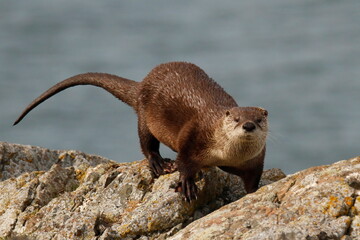 North American River Otter walking on a rocky shore