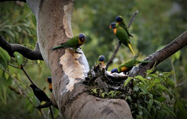 lorikeets and a visitor