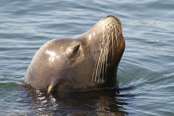 Fototapeta premium A close-up of a sea lion swimming in the ocean