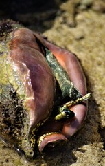 conch