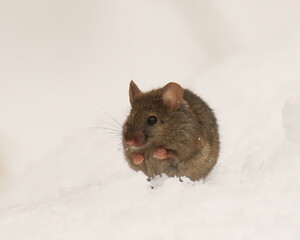 A small Roof Rat in the snow