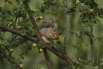 An Eastern Grey Squirrel eating a cherry on a tree branch