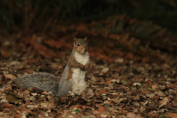 Naklejka na ściany i meble An Eastern Grey Squirrel standing upright in fallen leaves on the ground