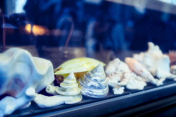 貝殻のお土産や