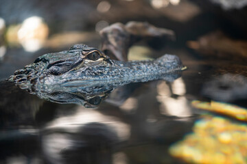 Obraz premium American Alligator