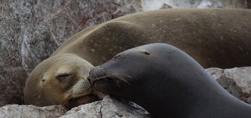 sweet sealions