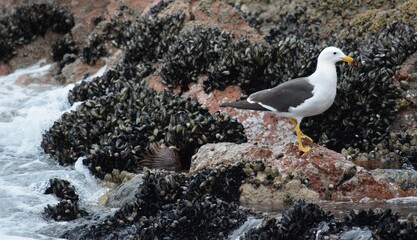 seagull amongst barnacles