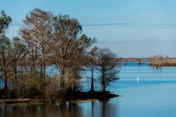 trees on the lake