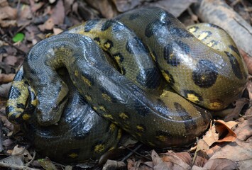 anaconda