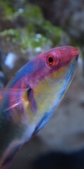 colorful fish