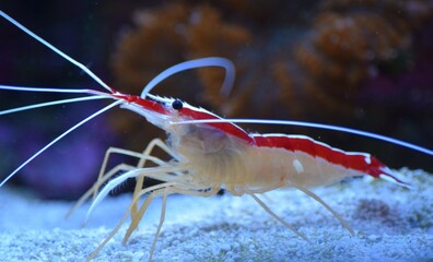 cleaner shrimp