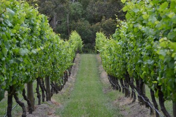 Fototapeta na wymiar Rows of grape vines at vineyard